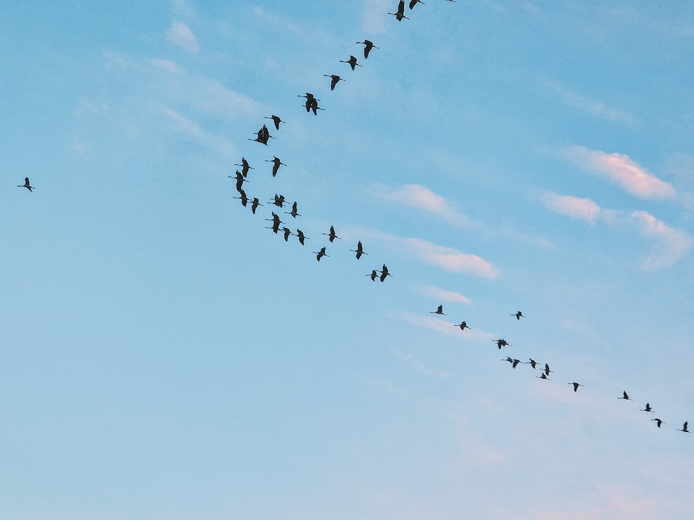 Kraanvogels boven Müritz