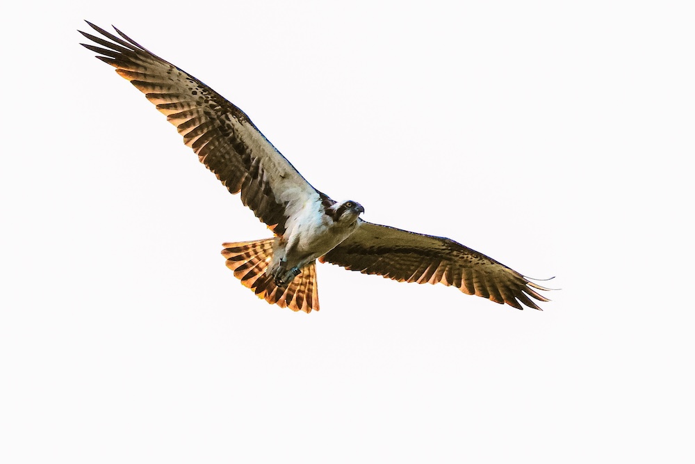 Visarend in Müritz